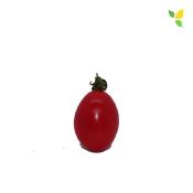 Plant Tomate Cerise Prune Rouge bio (Precommande)