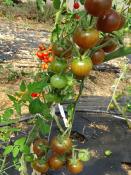 Plant Tomate Cerise Noire Maraicher bio