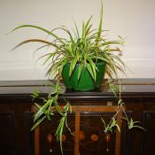 Plante d'araignée - chlorophytum comosum Bio (Vendu en Pack de 4)