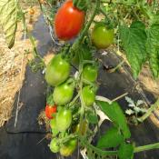Plant Tomate Prune Rouge Maraicher bio