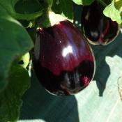 Plant d'aubergine violette Black Beauty bio (Precommande)