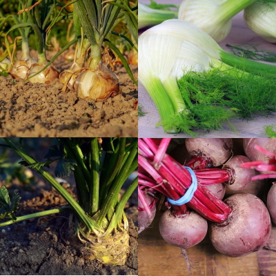 plant-racine-betterave-oignon-celeri-fenouil-jardiier-bio