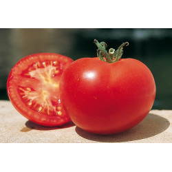 Semences Tomates Rouge Saint Pierre