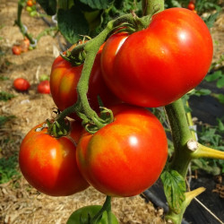 Semences Tomates Rouge Russe rouge