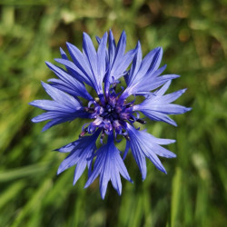 Bleuet Annuelle