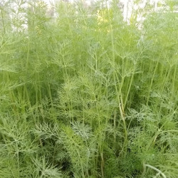 Aneth officinale