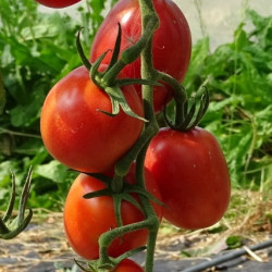Tomate Rose Olirose de St Dominique