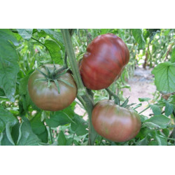 Tomate Noire de Crimée