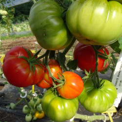 Tomate Money Maker