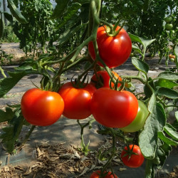 Tomate Merveille des Marchés