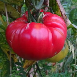 Tomate Gregori Altai