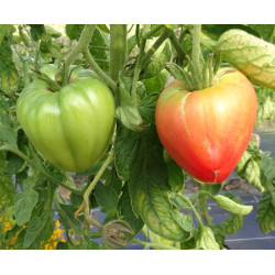 Tomate Coeur de Boeuf Rose