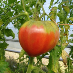 Tomate Coeur de Boeuf Rose
