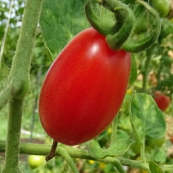 Tomate Cerise Prune Rouge
