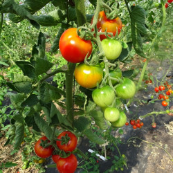 Tomate Cerise Miel de Mexique