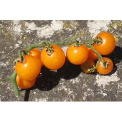 Tomate Cerise Jaune Golden Nugget