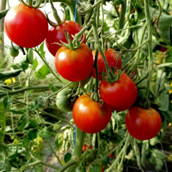 Tomate Cerise Délice des Jardiniers