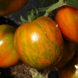 Tomate Black Zebra