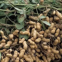Semences Cacahuète