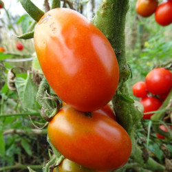 Semences Tomates Rouges Roma