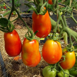Semences Tomates Rouges Roma