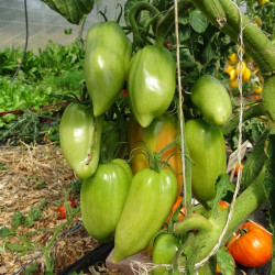 Semences Tomates Rouges Andine Cornue