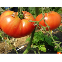 Semences Tomates Roses Brandywine rose