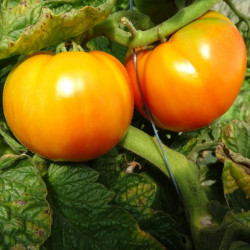 Semences Tomates Oranges Orange Queen