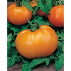 Semences Tomates Oranges Orange Queen