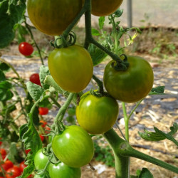 Semences Tomate cerise Raisin vert