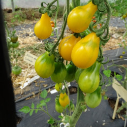 Semences Tomate cerise Poire Jaune