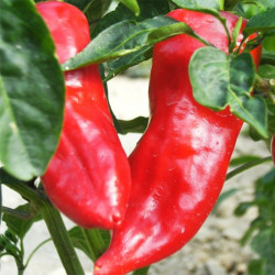 Semences Poivrons Corno Toro rouge