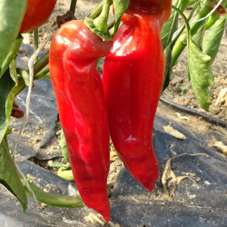 Semences Poivrons Corno Toro rouge