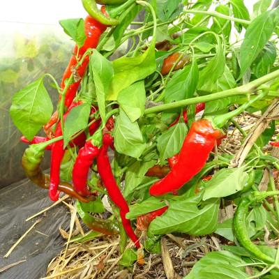 Semences Piment Doux des Landes