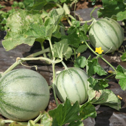 Semences Melon Charentais Précoce du Roc