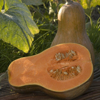 Semences Courges Sucrine du Berry