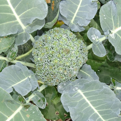 Semences Choux Brocoli Calinaro