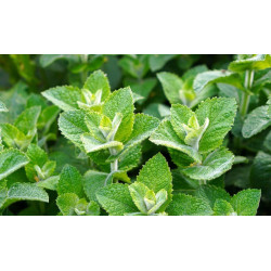 Menthe Fraise