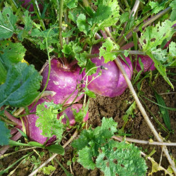 Navet De Milan à collet Rose / lot de 10 mottes