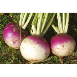 Navet De Milan à collet Rose / lot de 10 mottes