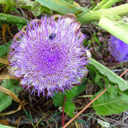 Artichaut Violet de Provence