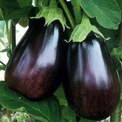 Aubergine violette Black Beauty