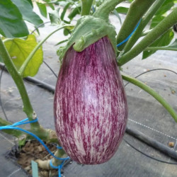 Aubergine striée Tsakoniki
