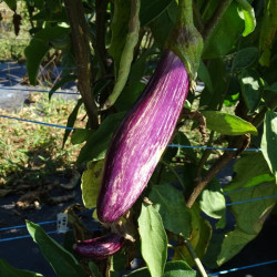 Aubergine striée Tsakoniki