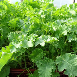 Chou Kale vert / lot de 10 mottes