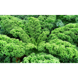 Chou Kale vert / lot de 10 mottes
