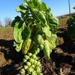 Chou de Bruxelles / lot de 10 mottes