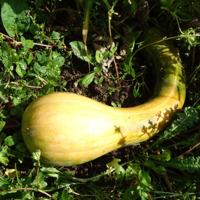 Courge Longue de Nice