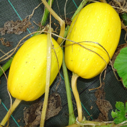 Courge Spaghetti Végétale
