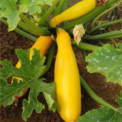 Courgette Jaune de population